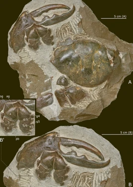 Image 12737e-Pseudocarcinus-karlraubenheimer