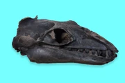Janjucetus hunderi skull