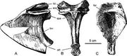 Gigantornis's sternum