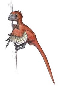 An artist's interpretation of Scansoriopteryx heilmanni