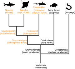 Chondrichthyes tree