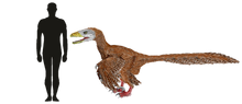 Deinonychus Size Comparison