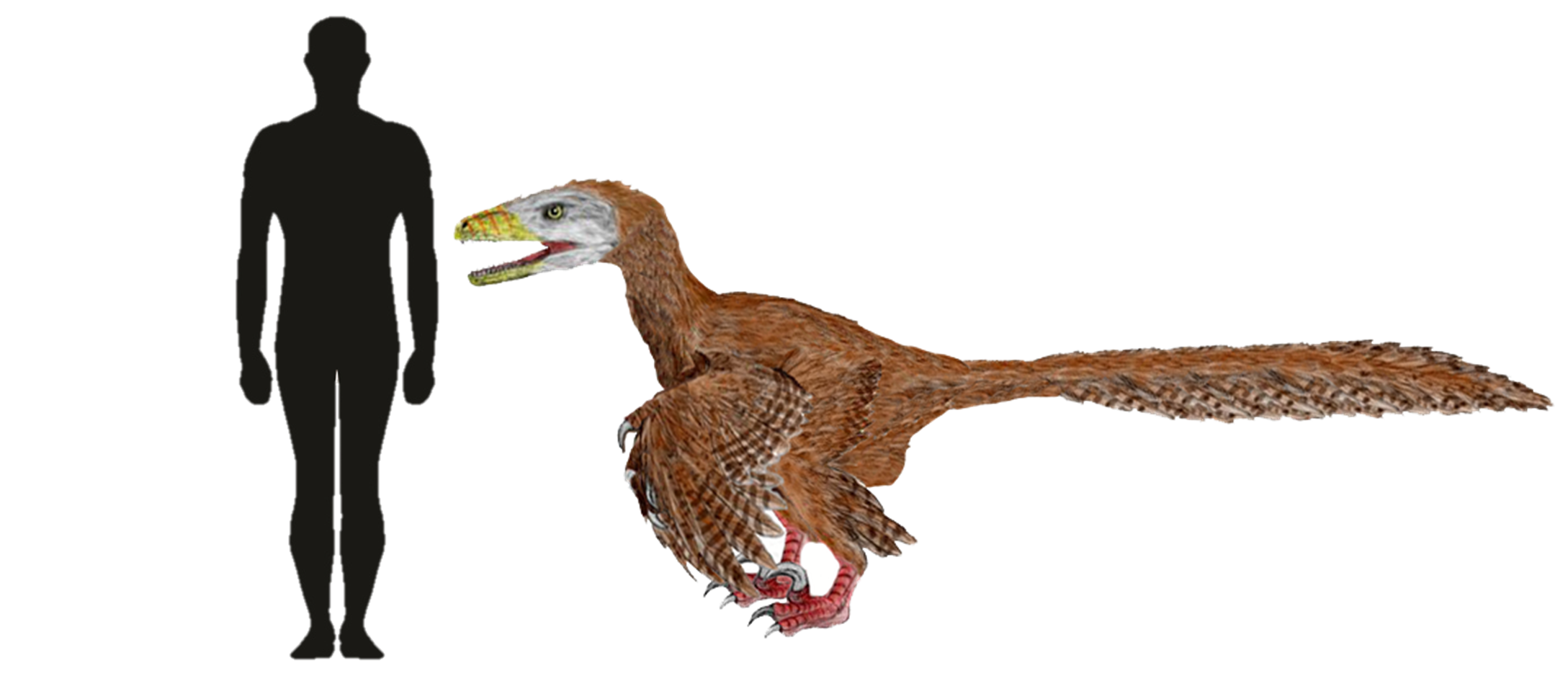 Reconstruction of a feathered Deinonychus antirrhopus. The morphology