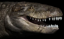 Razanandrongobe head close-up