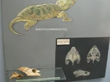 Macrocephalochelys