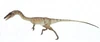 Coelophysis