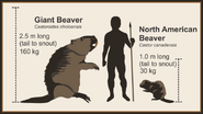 Giant-beaver-size-comparison