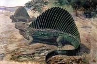 Knights naosaurus.jpg (71 KB) Naosaurus painting by Charles R. Knight, which was based on a composite of Dimetrodon and Edaphosaurus.