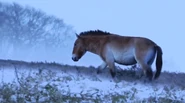 Age of Big Cats Hagerman Horse.jpg (60 KB)