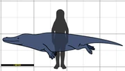 Image showing the size of Georgiacetus compared to a human.