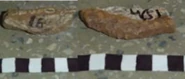 Jaw of the holotype
