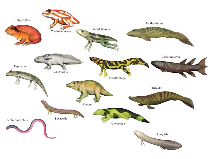 amphibians list for kids