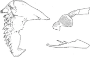 Left is holotype coxa of A