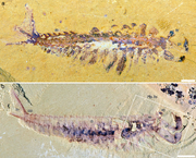 Fortiforceps fossils