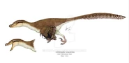 Linheraptor reconstruction.jpg (20 KB)
