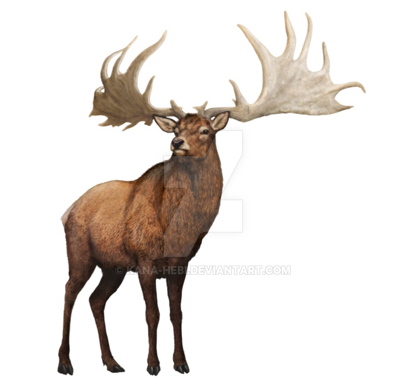 Megaloceros Dinopedia Fandom