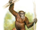 Morotopithecus