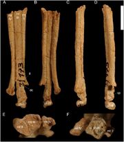 Hulsanpes metatarsals d9e0