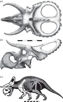 Nasutoceratops skull and skeleton