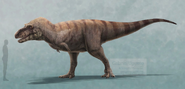 Artist reconstruction of Albertosaurus with human reference