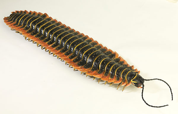 giant prehistoric centipede