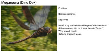 DinoDex MeganeuraProfile