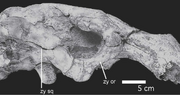 Domningia-skull