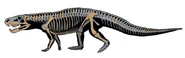 Dynamosuchus skeleton.jpg.png (193 KB) Dynamosuchus Skeletal Reconstruction