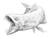 Jon-bosco-enchodus-low.jpg (201 KB)