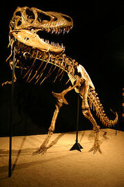 250px-Tarbosaurus mount
