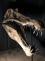 Spinosaurus real skull