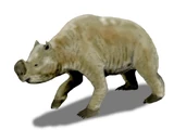 Zygomaturus