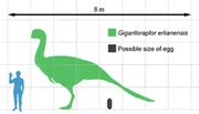 Gigantoraptor compared to a human