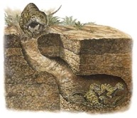 An illustration of Oryctodromeus burrow