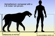 Homotherium size comparison