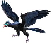Archaeopteryx hmie72