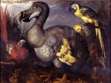 Dodo