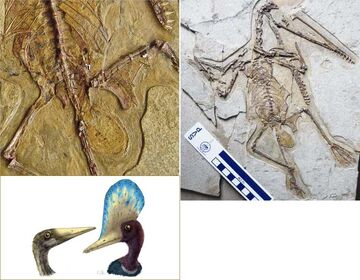 Fossil evidence suggests tiny pterosaurs the size of house cats