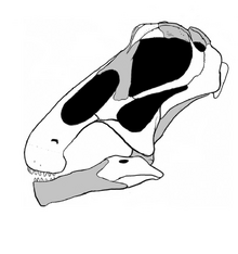 20110520083246Bonitasaura-skull