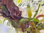 Lekaneleo roskellyae hunting