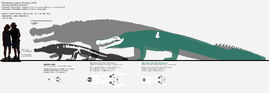 Deinosuchus D. riograndensis, B. rugosus, B. hatcheri, 0. schwimmeri  terrible crocodile Estimated length: 26 - 39 feet