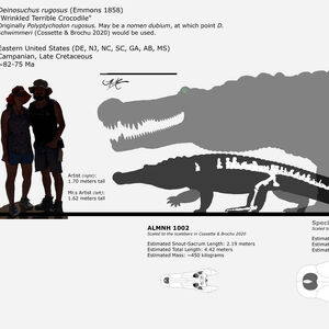 Deinosuchus D. riograndensis, B. rugosus, B. hatcheri, 0. schwimmeri  terrible crocodile Estimated length: 26 - 39 feet