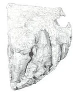 Drawing of the holotypic rostrum