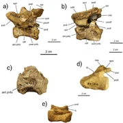 Laevisuchus vertebrae in left lateral view a-b, cervical vertebrae (b is the holotype); c, Dorsal vertebra; d-e, caudal vertebrae.