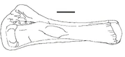 Laplatasaurus Tibia-Fibula