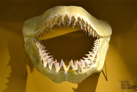 Otodus obliquus jaws