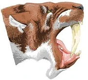 Restoration of the head of Barbourofelis fricki