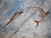 Fossil of Saurichthys curionii