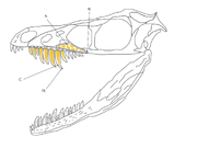 Sinornithosaurus Skull