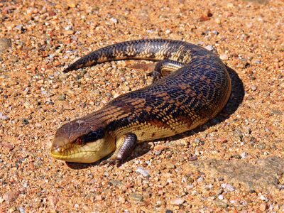 Blue-toungued skink444